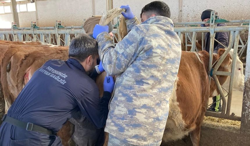 Nevşehir'de Ari İşletme Çalışmaları Devam Ediyor