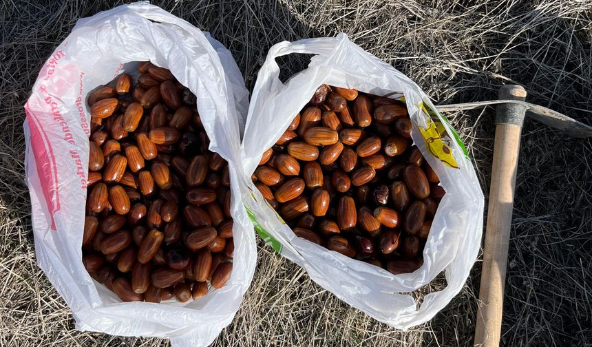 Nevşehir'de çevreci gençler meşe palamudu akımı başlattı