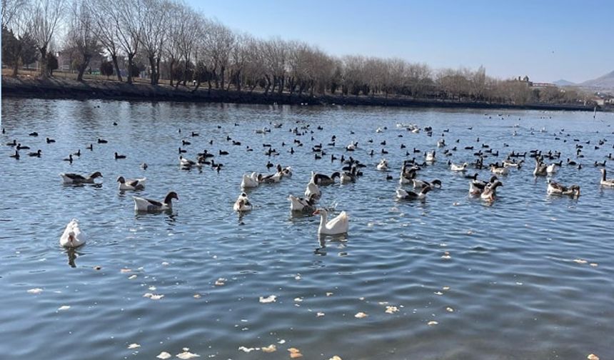 Nevşehir Kızılırmak nehri'nde su kuşlarına yem bırakıldı