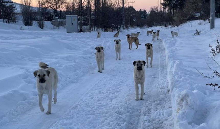 Nevşehir il genelinde sürü halinde gezen köpekler korkutuyor