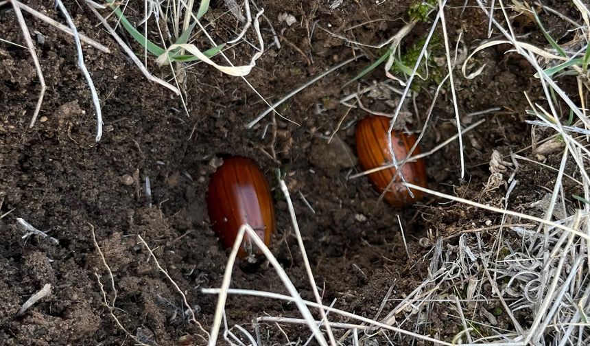 Meşe palamudu akımına FİB Haber'den tam destek