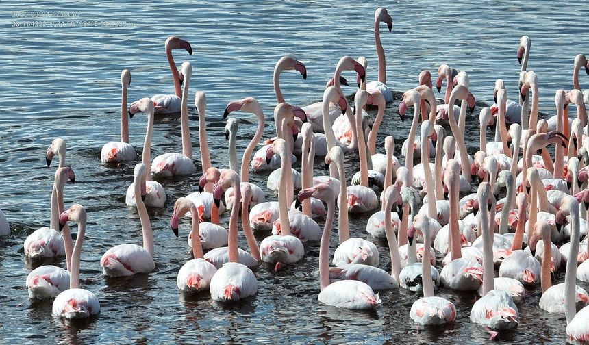 Kırmızı Flamingolar Kapadokya'ya renk katıyor