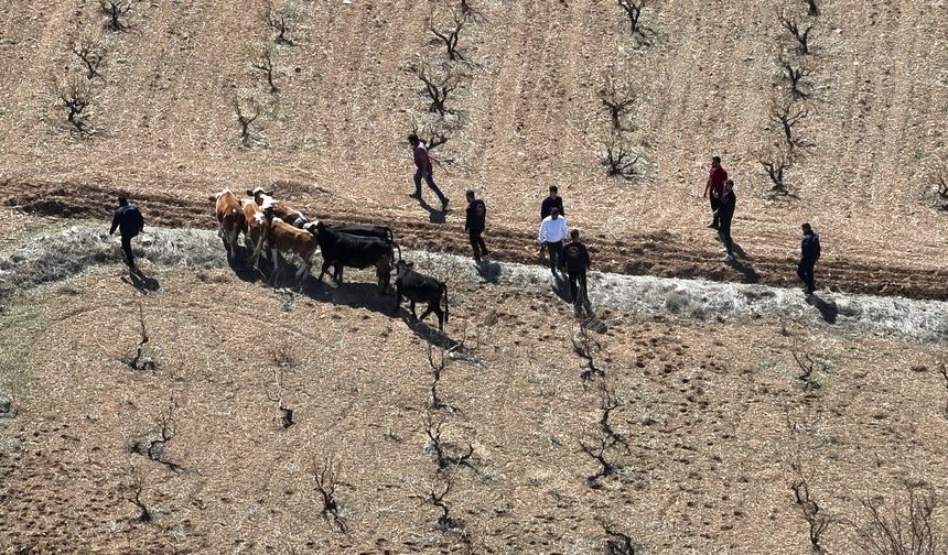 Nevşehir'de çalınan 10 inek drone ile bulundu