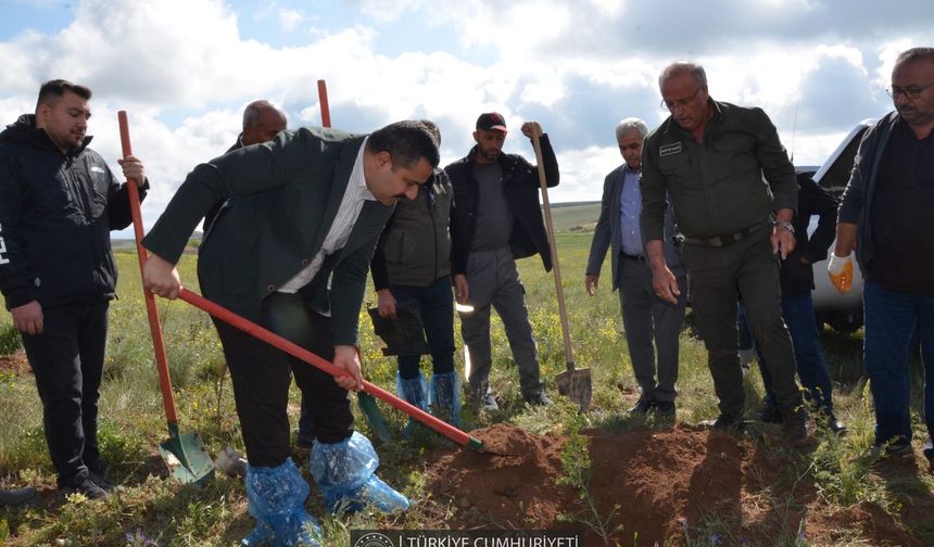 Kozaklı'da Şehit Hakan Demirci Hatıra Ormanı Fidanlarla Buluştu