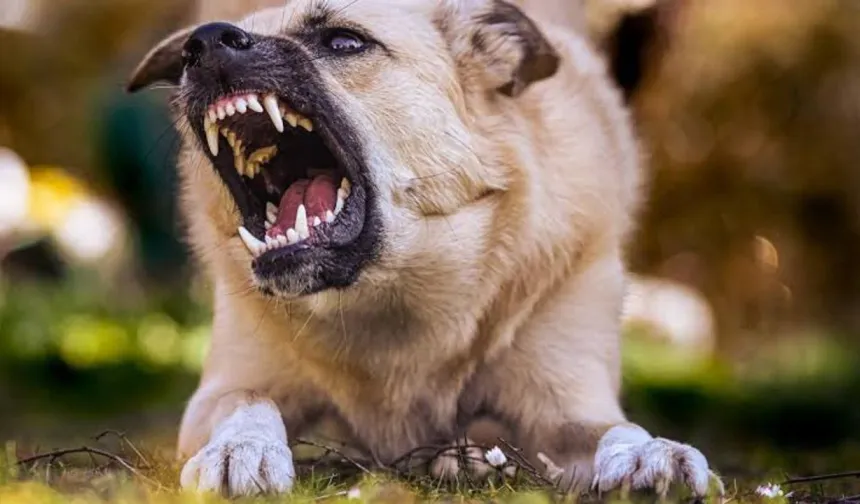 Korkulan oldu ve Ürgüp'te sokak köpeği turiste saldırdı!