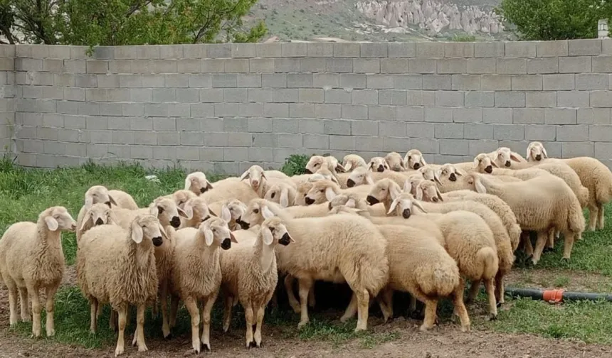 Nevşehir'de küçükbaş kurbanlıkta güvenilir adres: Akşahin Besicilik