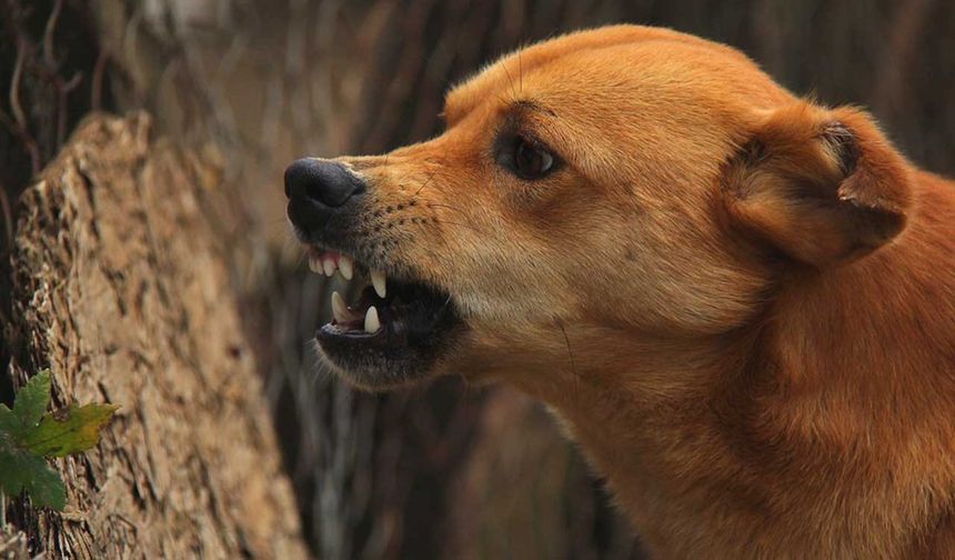 Ürgüp'te yine köpek saldırısı: Amerikalı turist yaralandı