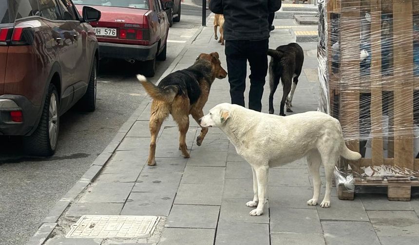 Ürgüp'te mahalleler, sokaklar, her yer köpek dolu...