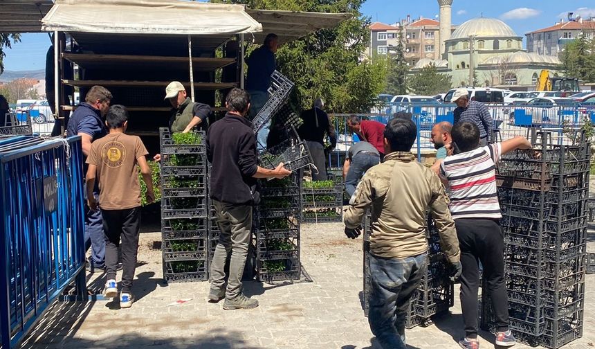 Bölgenin sebze fidesi ihtiyacını Nevşehir karşılıyor