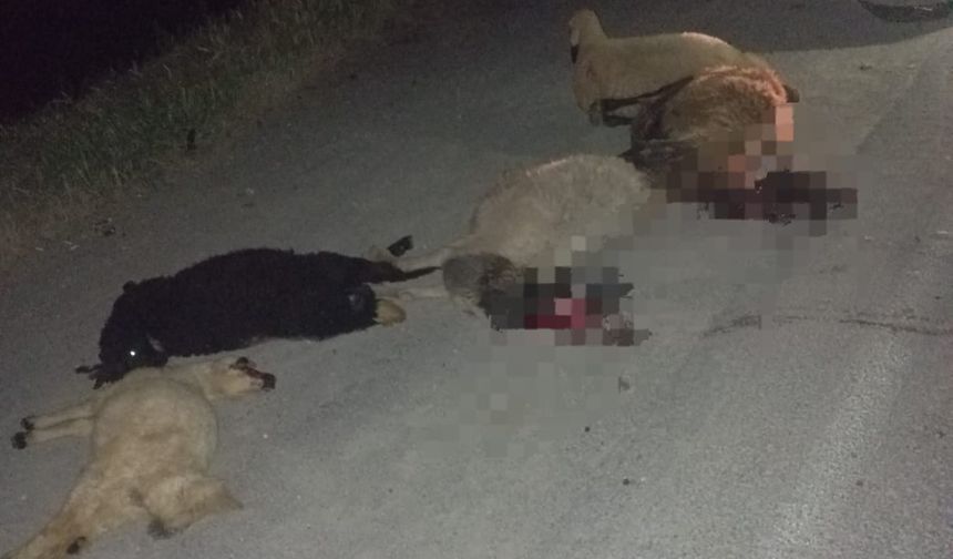Nevşehir'de Hafif Ticari Araç Sürüye Çarptı, 15 Koyun Telef Oldu