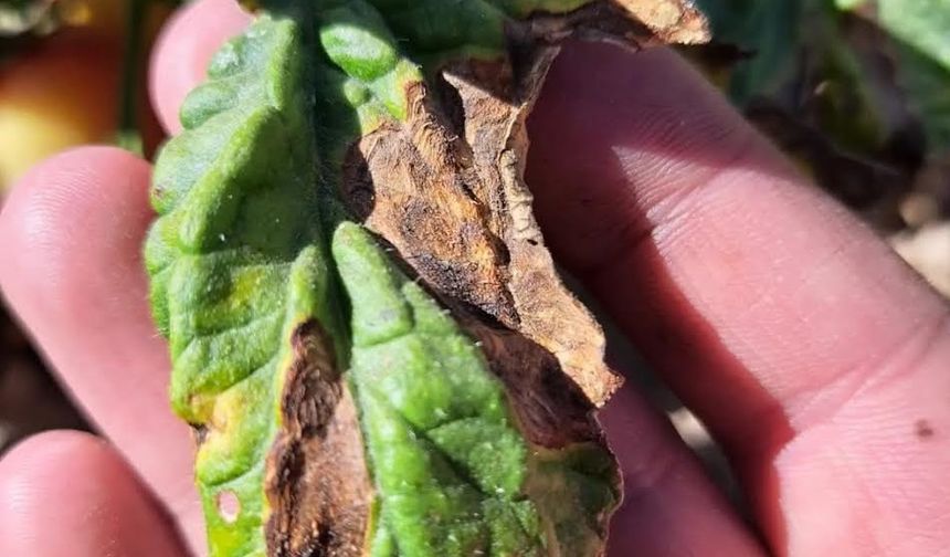 Nevşehir'de Patates Üreticilerine Mildiyö Uyarısı