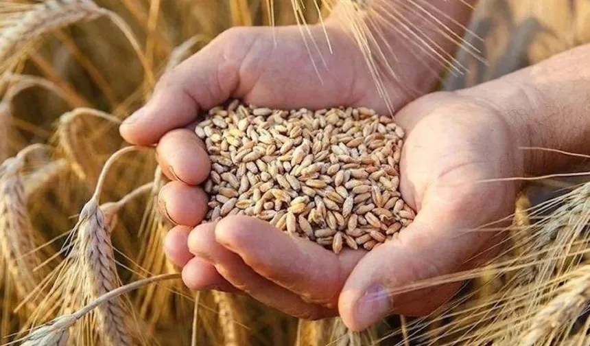 2025 yılı buğday ve arpa alım fiyatı açıklandı