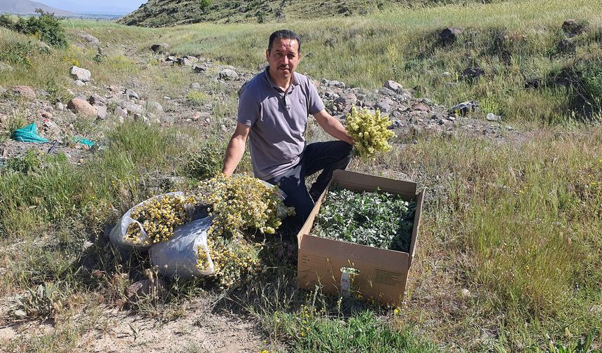 Nevşehir dağları'nın kekiği her derde deva