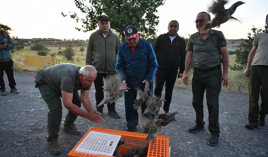 Kayseri’de 'kene avcısı' keklikler doğaya salındı