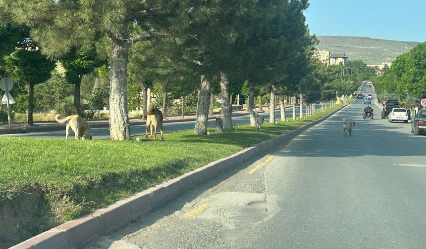 Köpekler Ürgüp'ü mesken tuttu, vatandaş canından bezdi!