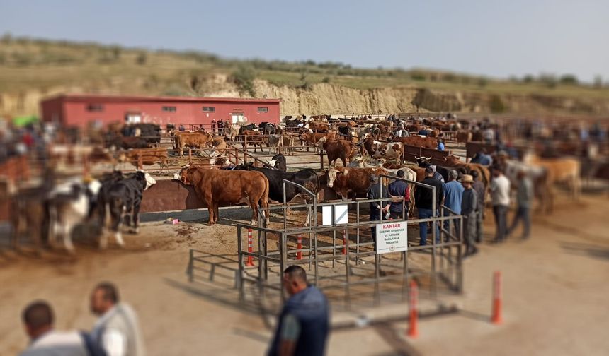 Nevşehir hayvan pazarlarında arife günü yoğunluğu