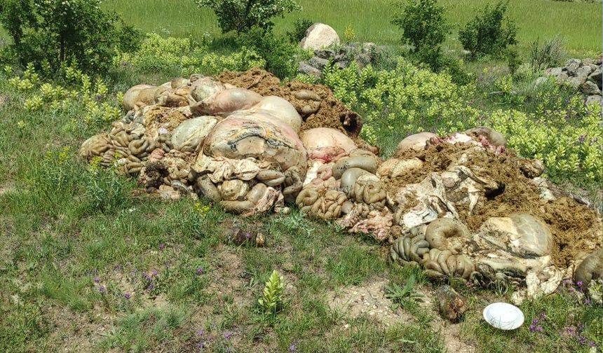 Ürgüp Demirtaş'ta kurban atıkları araziye atıldı