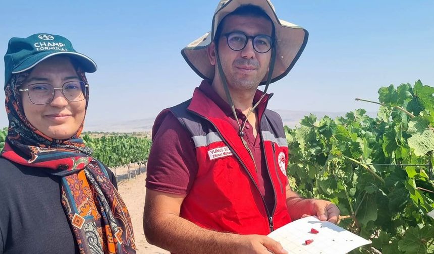 Nevşehir’de Üzüm Bağları ve Seralarda Entegre Mücadele Çalışmaları Sürüyor