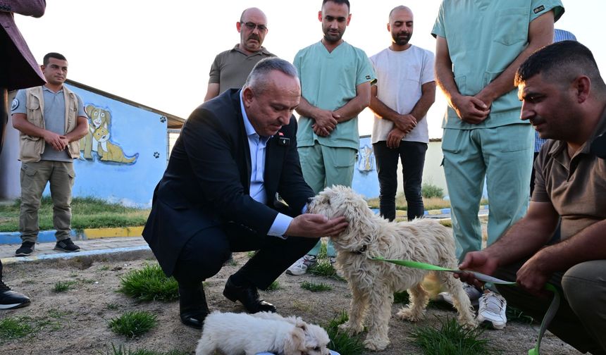 Nevşehir, Sokak Hayvanları Sorununu Tamamen Bitiriyor