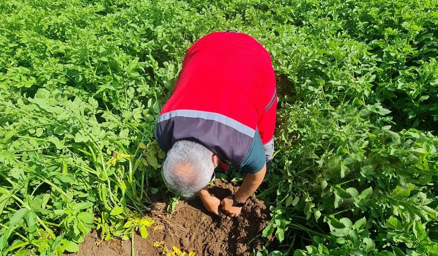 Nevşehir’de Yerel Patates Çeşitleri Tarla Kontrolleri Yapıldı