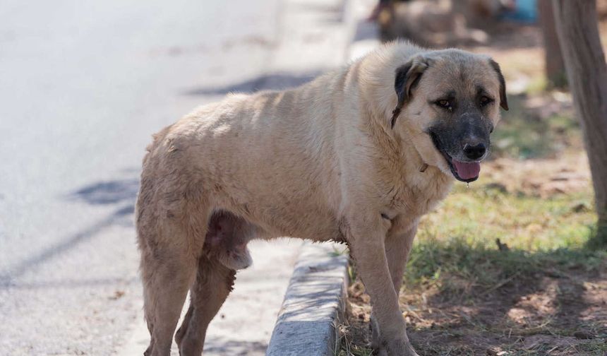 Gülşehir’de sahipsiz sokak köpekleri toplanıyor