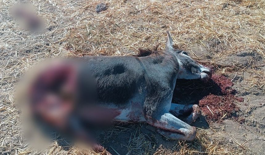 Nevşehir'de Aç Kalan Kurtlar Eşeği Parçaladı
