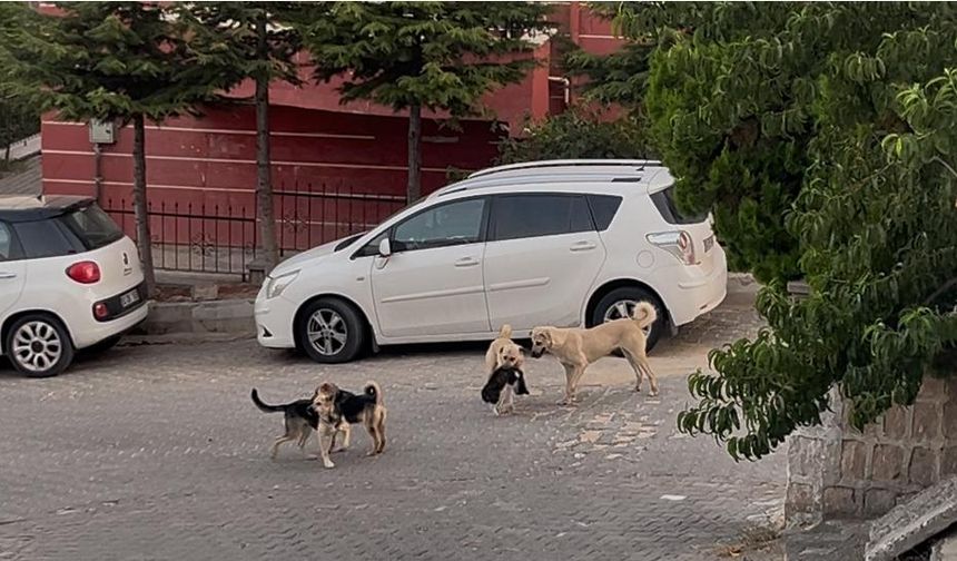 Nevşehir’de Kedi Köpeklerin Saldırısında Öldü
