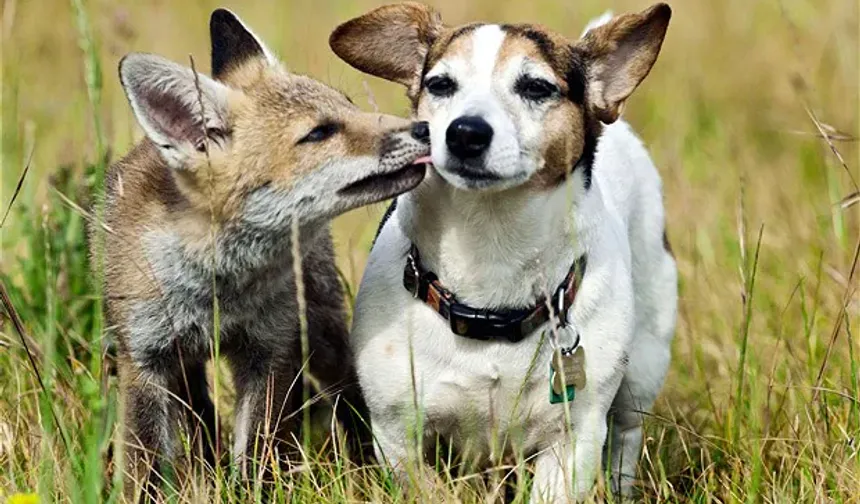 Nevşehir’de Tilki ile Köpeğin Sıra Dışı Oyunu Gülümsetti