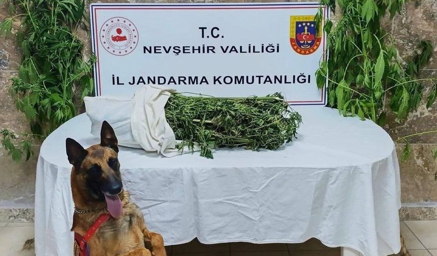 Ürgüp’te Kenevir ve Kubar Esrar Ele Geçirildi