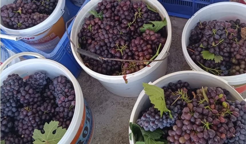 Nevşehir’de bağ bozumu bu yıl erkene çekildi