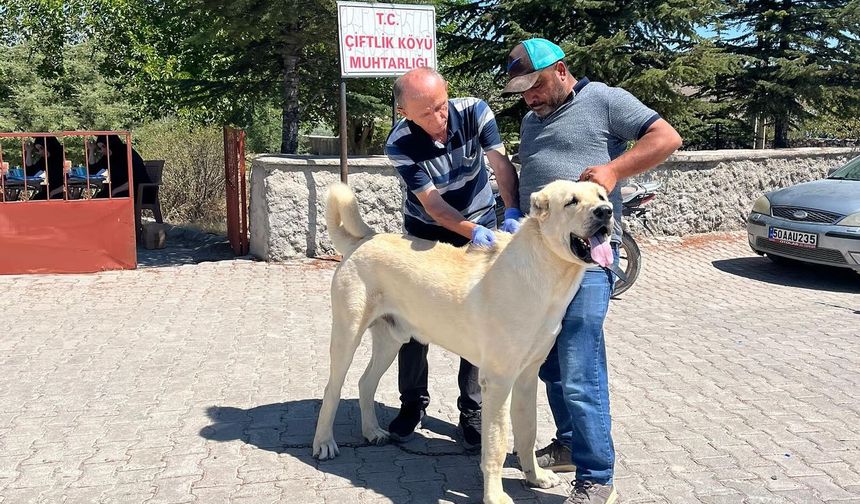 Nevşehir Köylerinde Sahipli Köpeklere Kimliklendirme Çalışması