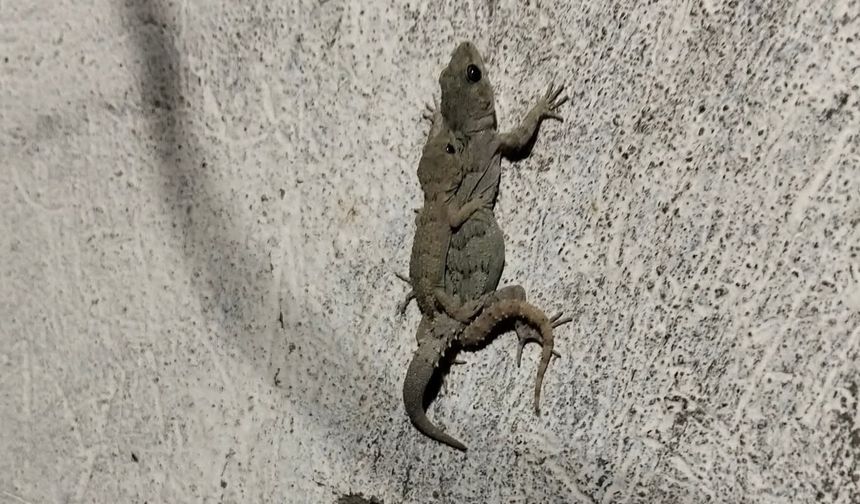 Nevşehir’de Kertenkele Ailesinden Gülümseten Görüntüler