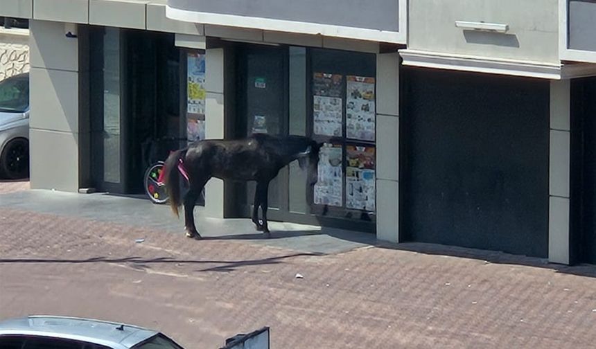 Nevşehir’de Markete Girmeye Çalışan At Görenleri Şaşırttı