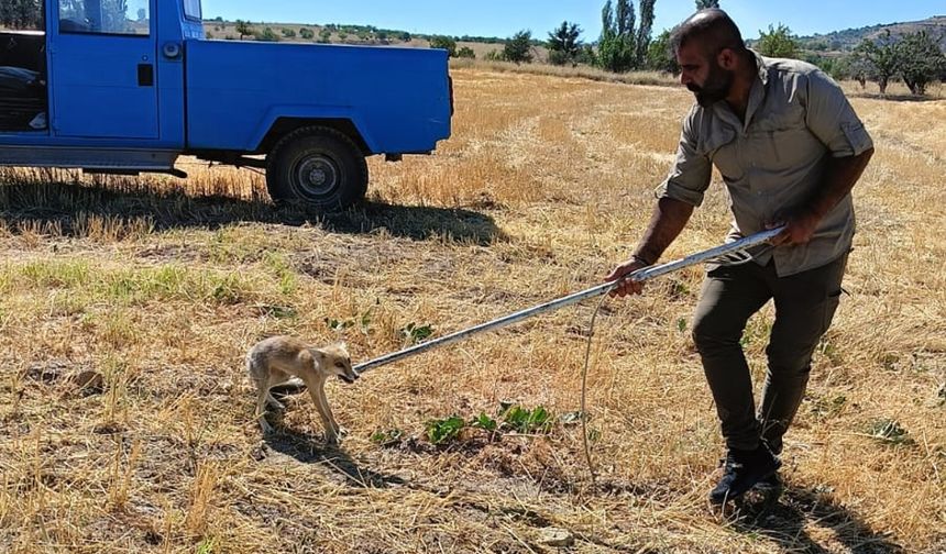 Göre’de kuyuda mahsur kalan tilki kurtarıldı
