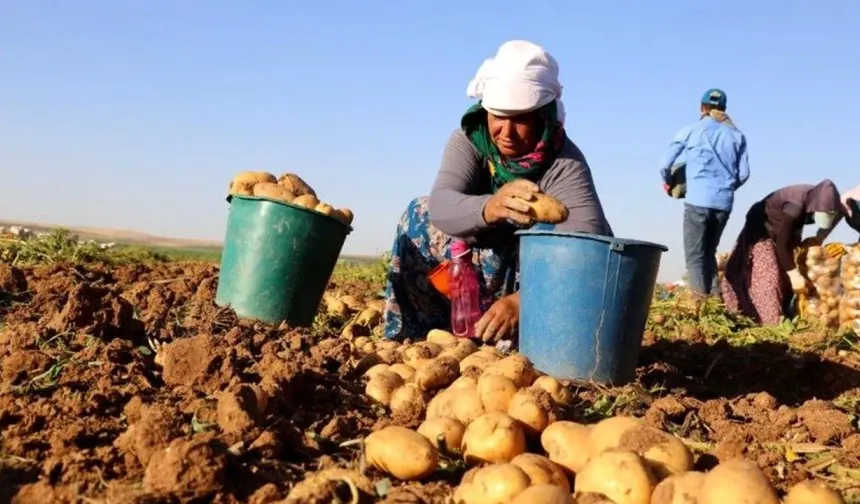 Nevşehir'de patates işçilerinin ücreti belli oldu