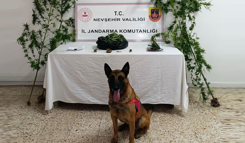 Nevşehir’de Jandarmadan Skunk ve Esrar Operasyonu