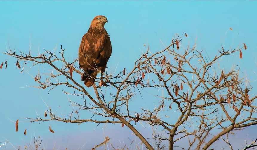 Nevşehir’de Yaban Hayatı Çeşitliliği Dikkat Çekiyor