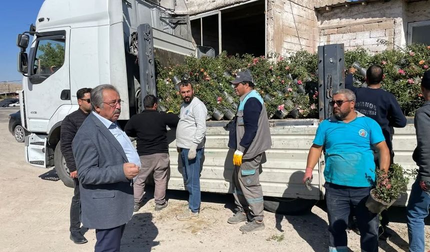 Avanos Rengarenk Güllerle Güzelleşiyor