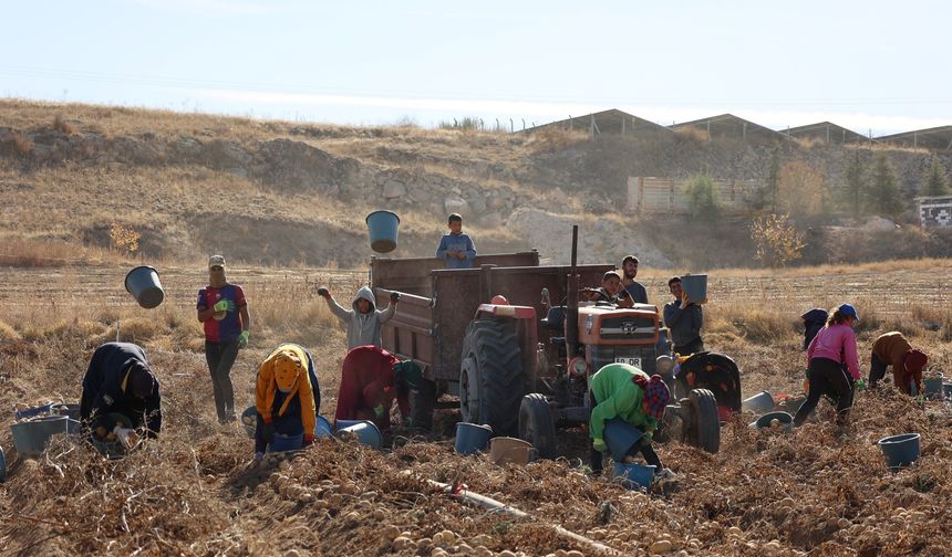 Nevşehir’de 24 Yıllık Mücadelede Umut Işığı: Kafkas Patatesi