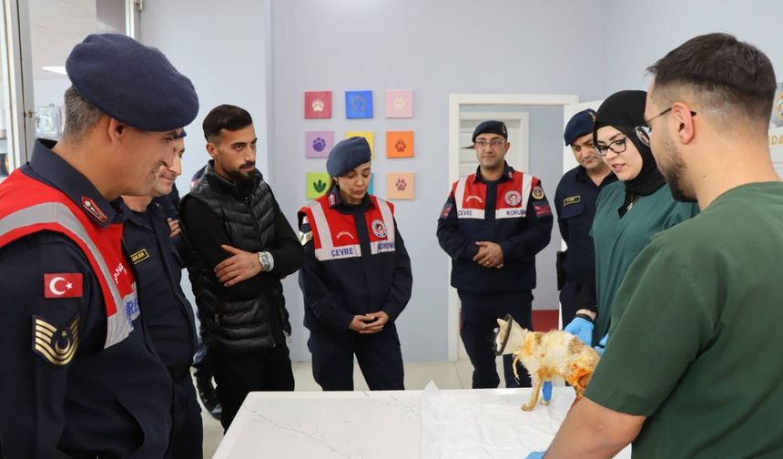 Nevşehir’de Yaralı Kediyi Kurtaranlara Teşekkür