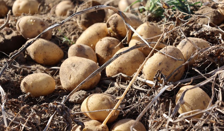 Nevşehir’de 24 Yıl Sonra Hastalıksız Patates Hasadı