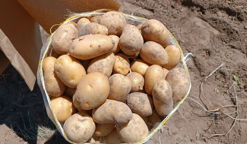 Patates'te Türkiye lideri Nevşehir 7. Sıraya Geriledi