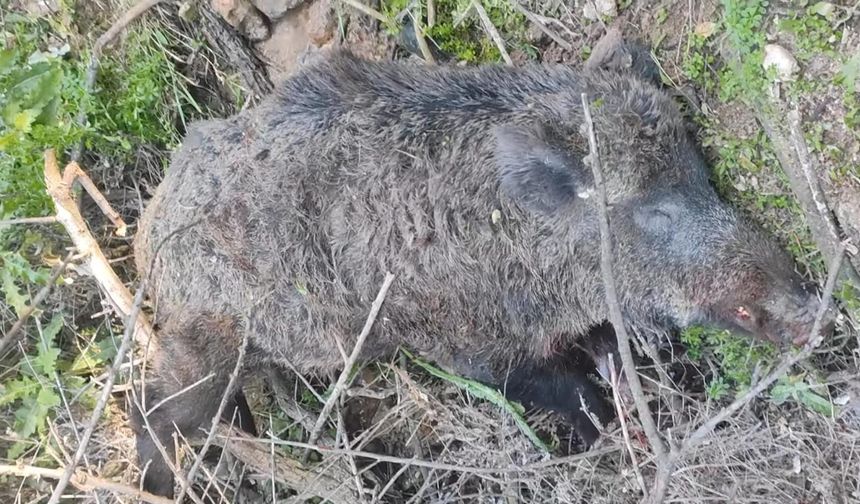 Nevşehirli avcı 170 kiloluk yaban domuzu vurdu