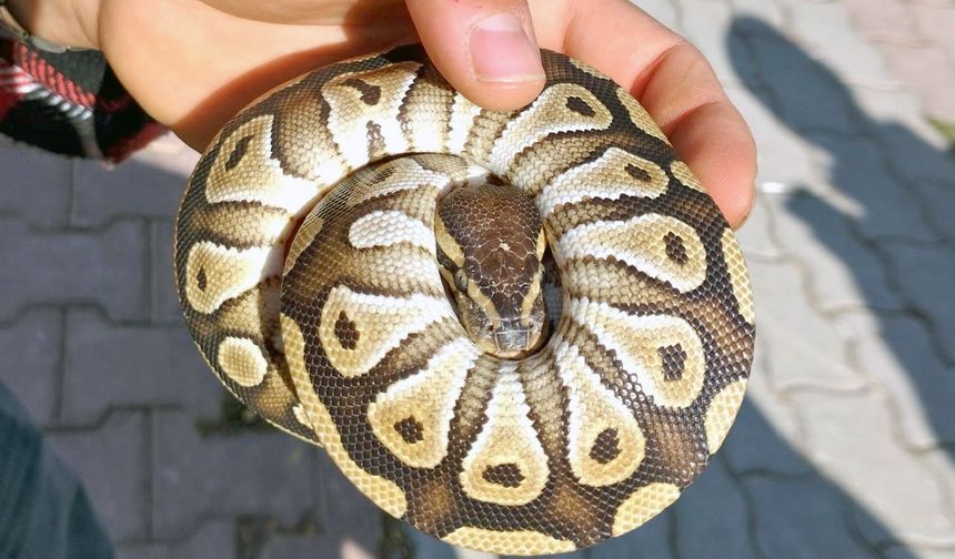 Vatandaşın Cebinden Çıkan Piton Yılanına El Konuldu!