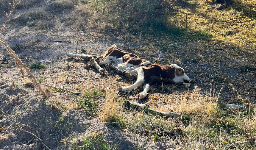 Nevşehir'de ölü büyükbaş hayvanları yol kenarına attılar