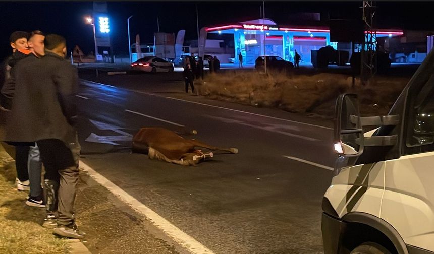 Gülşehir'de aracın çarptığı atın ayağı kırıldı