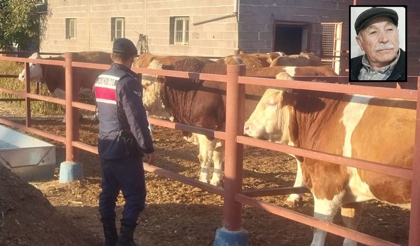 Yazıhüyük’te Boğa Sıkıştırması Sonucu Ölüm
