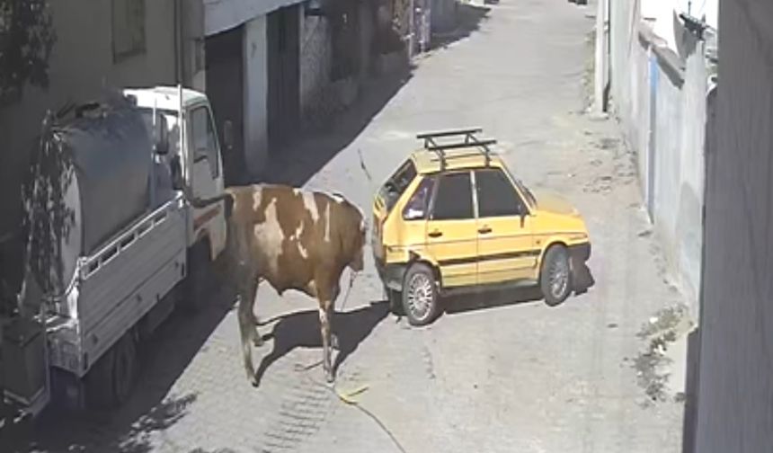 Özkonak'ta kızgın boğa araca böyle saldırdı