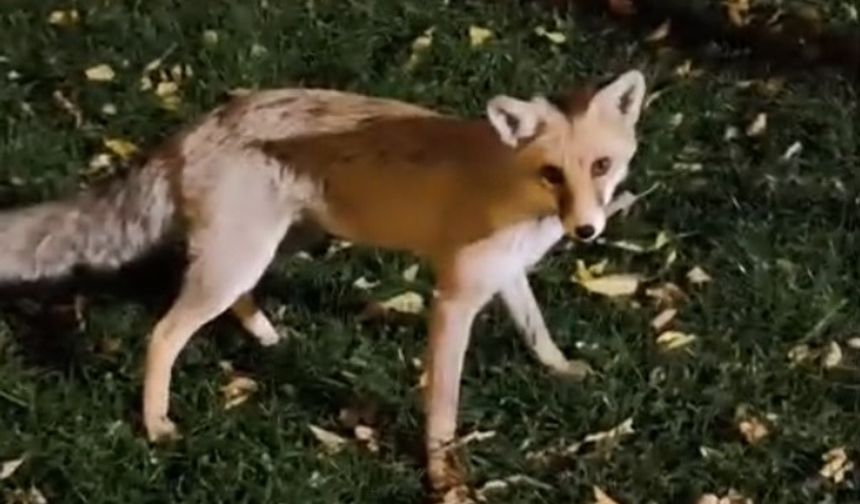 Nevşehir’de Çocuk Parkında Tilki Sürprizi!