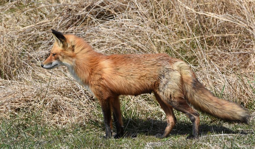 Tilkiler Nevşehir’de Mahalleleri Mesken Tuttu